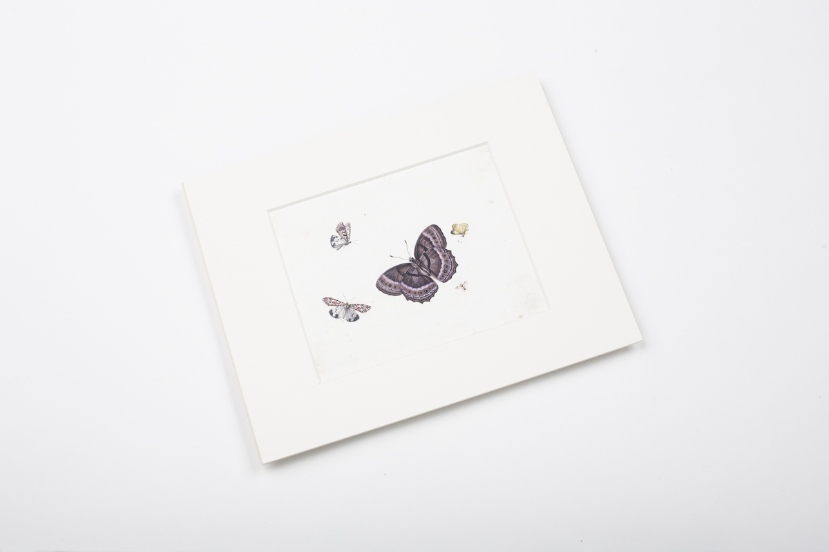 Miniprint in passepartout: Henstenburgh, Butterflies