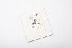 Miniprint in passepartout: Withoos, Butterflies